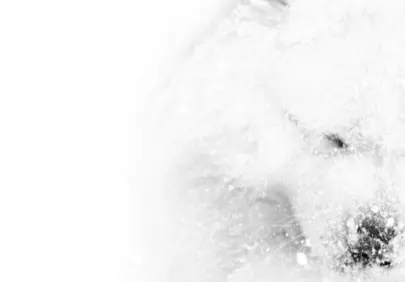 Arctic Embrace: Snow-Covered White Dog Texture