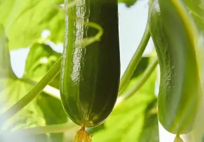 Vibrant Growth: Fresh Cucumbers Thriving in Sunlight