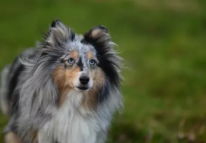 Stunning Shetland Sheepdog: Piercing Blue Eyes & Merle Coat