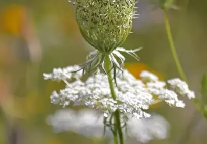 Delicate Wild Carrot in Summer Meadow