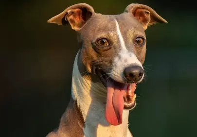 Joyful Italian Greyhound Panting in Golden Autumn Light