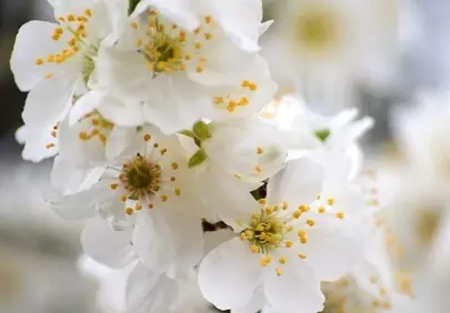 Stunning White Cherry Blossoms: A Delicate Spring Dream