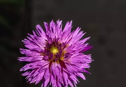 Vibrant Dahlia Blossom: A Purple Summer Dream