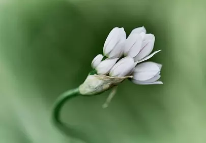 Enchanting White Ornamental Onion Bud on a Lush Green Background