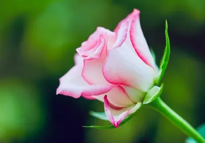 Stunning White Rose Bud with Delicate Pink Edges