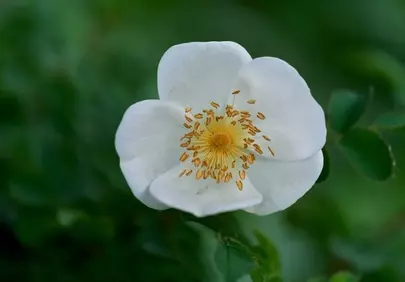 Stunning White Wild Rose Macro: Delicate Petals & Golden Stamens