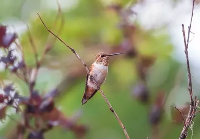 Vibrant Rufous Hummingbird Perched on a Branch