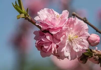 Vibrant Pink Peach Blossoms Bursting with Spring Beauty