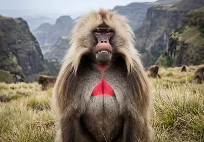 Majestic Gelada Baboon Portrait: Ethiopian Highlands Wildlife