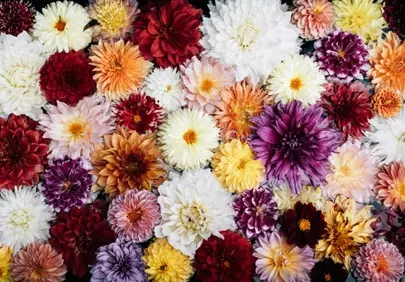 Vibrant Dahlia Medley: A Symphony of Blooming Colors