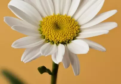 Vibrant Daisy Bloom: A Macro Symphony of White and Yellow