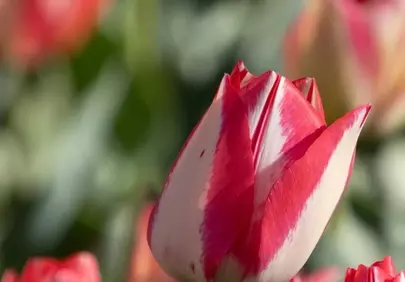 Vibrant Red and White Tulip Bloom in Spring Garden