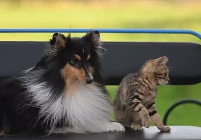 Charming Duo: Shetland Sheepdog and Kitten's Sweet Bond