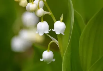 Delicate White Bells: Lily of the Valley in Lush Green