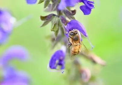 Vibrant Macro: Busy Bee Pollinating Purple Sage