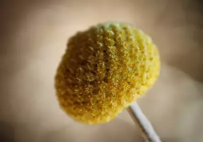Vibrant Yellow Billy Buttons: Macro Nature's Delicate Detail