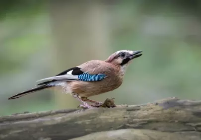 Vibrant Eurasian Jay: Majestic Woodland Spectacle