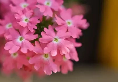Stunning Pink Verbena: A Macro Celebration of Spring's Delicate Beauty
