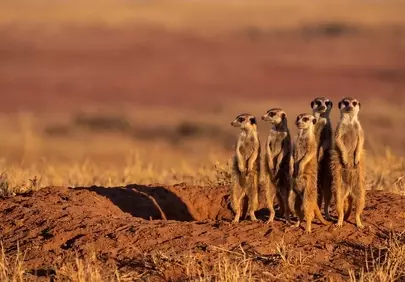 Vigilant Meerkat Colony Stands Guard on Sun-Kissed Savannah