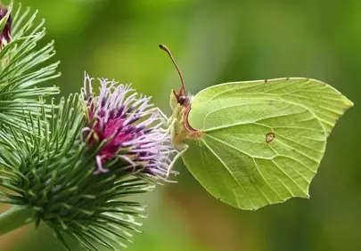 Vibrant Brimstone Butterfly: Nature's Delicate Dance on a Thistle