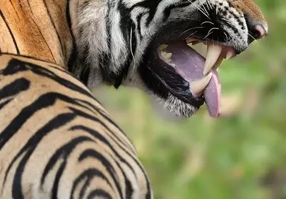 Fierce Roar: Majestic Bengal Tiger's Power Display