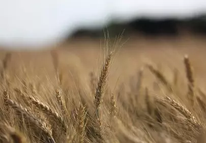 Golden Wheat Field at Sunset: Nature's Bountiful Harvest