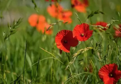 Vibrant Red Poppies Dancing in a Lush Green Meadow