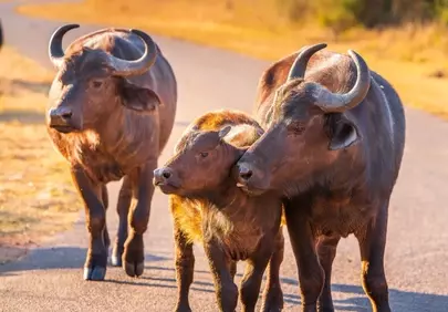 Golden Sunset Serenity: African Buffalo Family on Safari Road