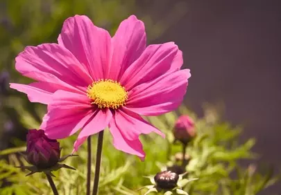 Vibrant Pink Cosmos: A Summer Garden's Delicate Beauty