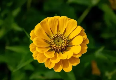 Vibrant Yellow Zinnia Bloom: A Summer Garden Delight