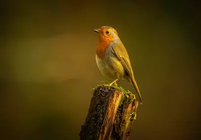 Vibrant Robin Perched: A Glimmer of Nature's Charm