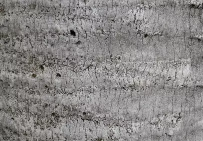 Rustic Palm Bark Texture: Nature's Intricate Canvas