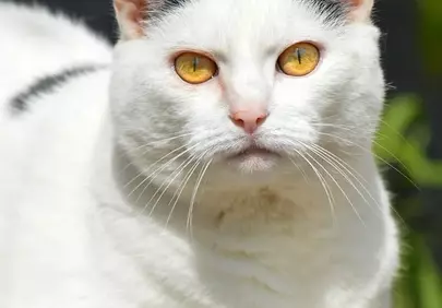 Captivating White Cat: Golden Eyes in Nature's Embrace