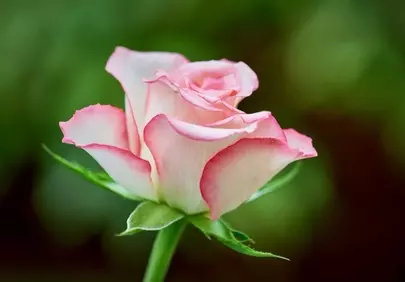 Stunning Pink Rose Bloom: Elegant Nature's Beauty