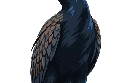 Vibrant Aquatic Bird Illustration: Detailed Cormorant Portrait