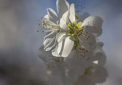 Delicate White Plum Blossoms: A Macro View of Spring's Fragility
