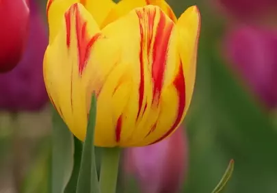 Stunning Yellow and Red Variegated Tulip in Full Bloom