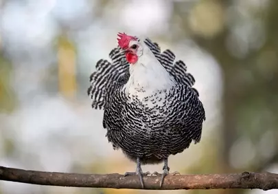 Majestic Braekel Chicken: Elegant Black and White Plumage