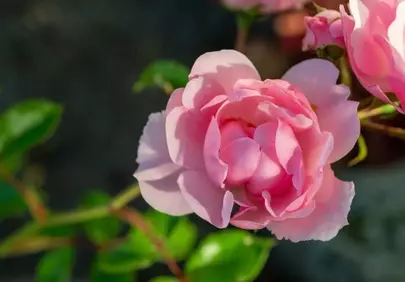 Enchanting Pink Rose: Delicate Petals in Summer Light