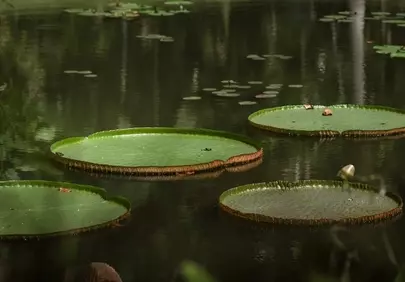 Serene Majesty: Giant Water Lilies on a Calm Pond