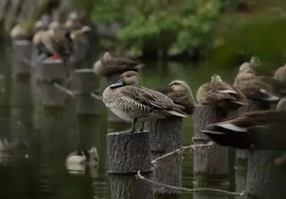 Serene Autumn Moment: Wild Ducks Resting on Wooden Posts