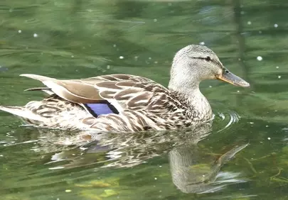Serene Duck Gliding on Reflective Pond Waters
