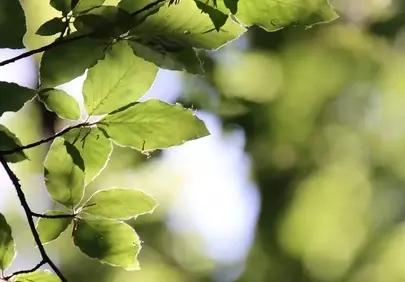 Vibrant Spring Leaves Bathed in Sunlight