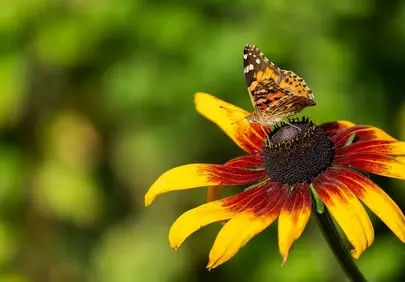 Vibrant Butterfly on Coneflower: Nature's Delicate Dance