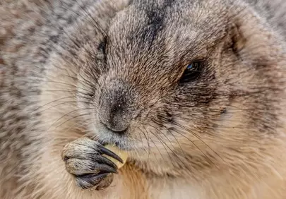 Adorable Prairie Dog Enjoying a Snack in Close-Up