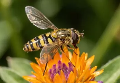 Vibrant Hoverfly: Pollinator's Dance on Golden Petals