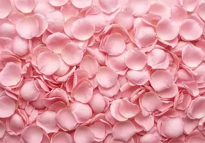 Delicate Pink Rose Petals: Romantic Nature Background