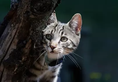 Enchanting Tabby Gaze: Curious Cat Peeking from Tree