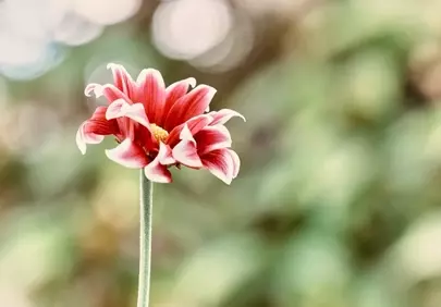 Vibrant Dahlia Bloom: A Captivating Floral Background