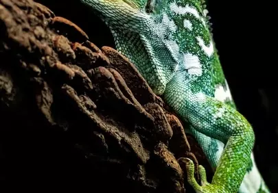 Vibrant Fijian Iguana: A Glimpse of Exotic Green Majesty